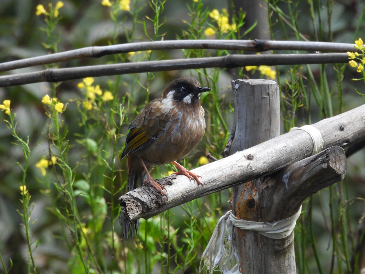Black-faced Laughingthrush - ML648821322