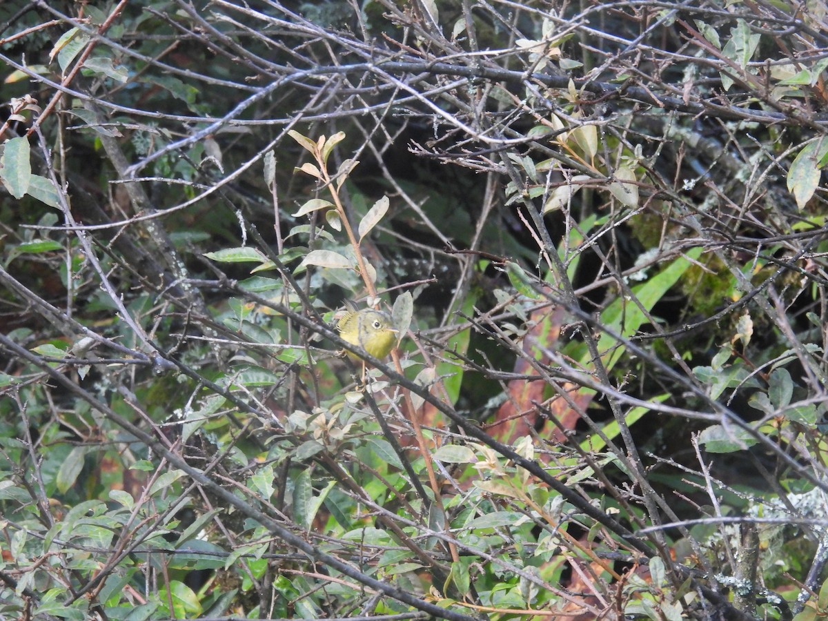 Whistler's Warbler - ML648821391