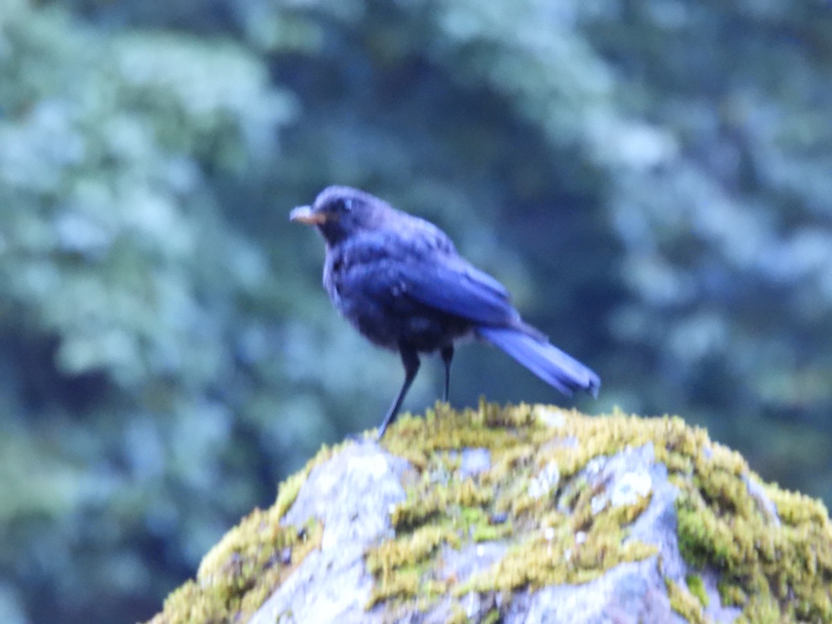 Blue Whistling-Thrush - ML648821464