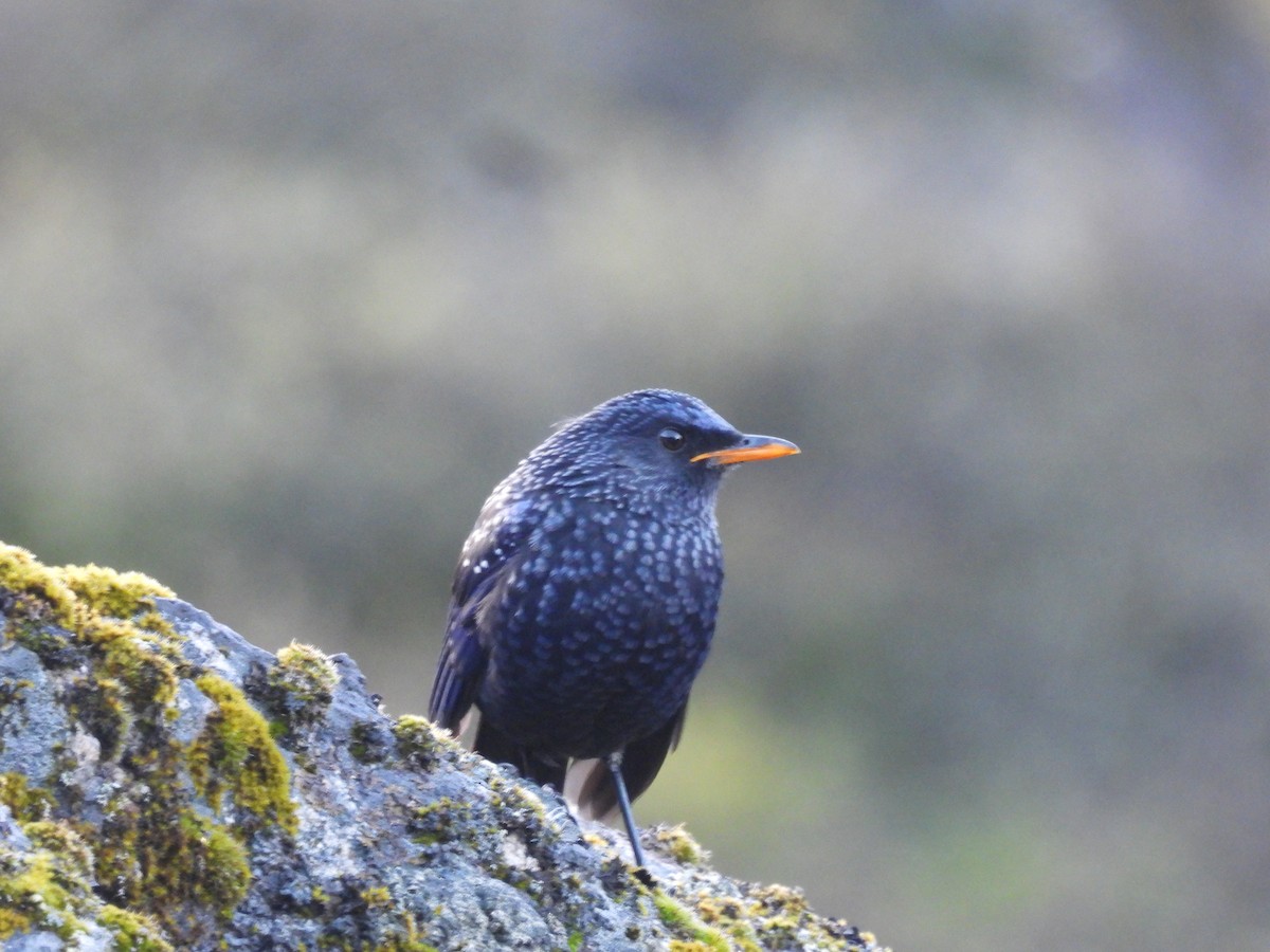 Blue Whistling-Thrush - ML648821465