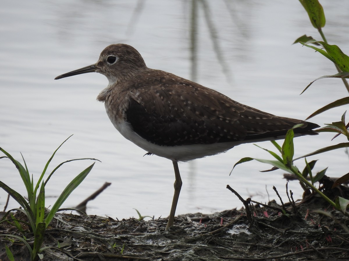 Solitary Sandpiper - ML648821536