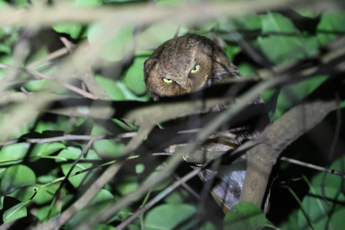 Fuchs-Zwergohreule - ML648822026