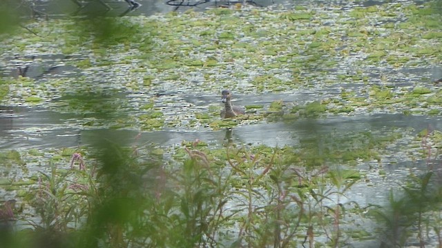Lesser Whistling-Duck - ML648822088