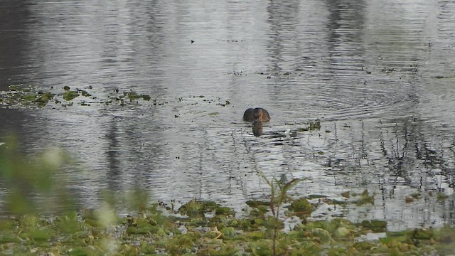 Lesser Whistling-Duck - ML648822097