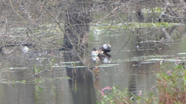 skjeand - ML648822112