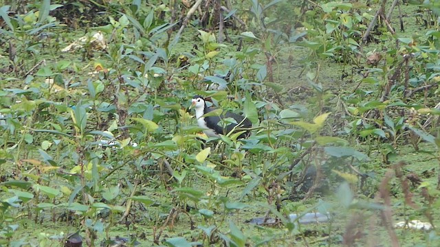 White-breasted Waterhen - ML648822127