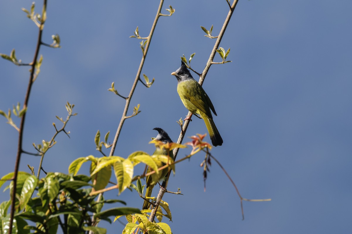 Finkenbülbül - ML648822136