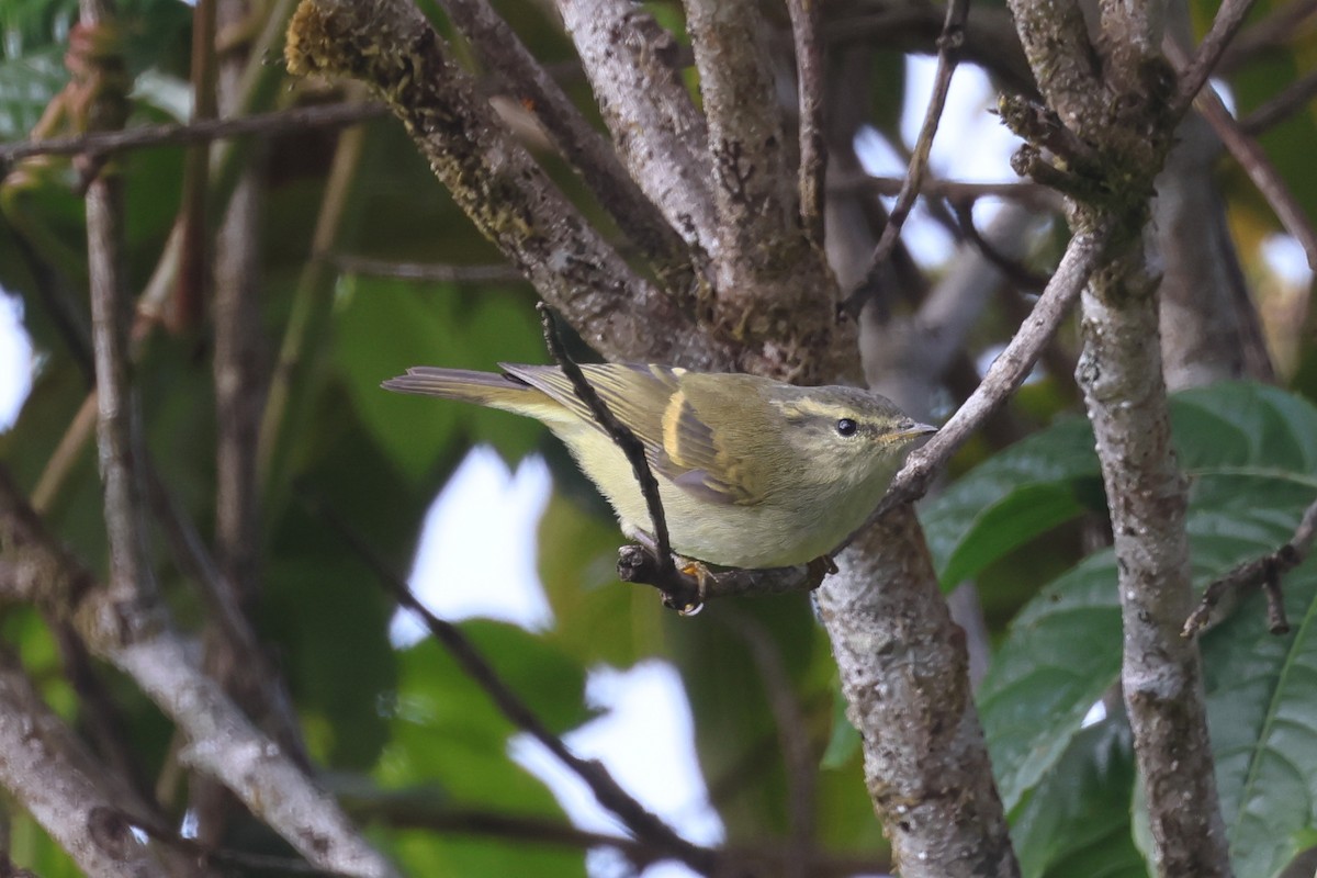 Goldbinden-Laubsänger - ML648822143