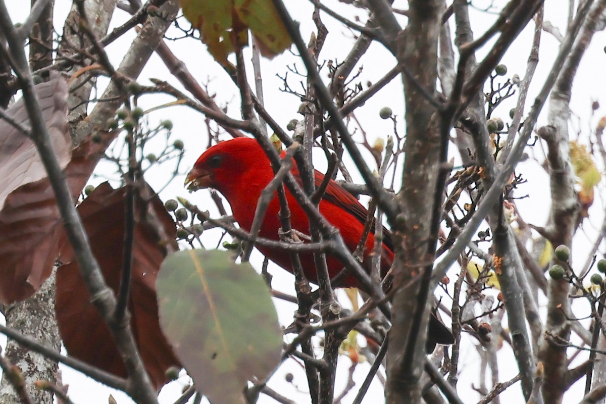 Scharlachgimpel - ML648822162