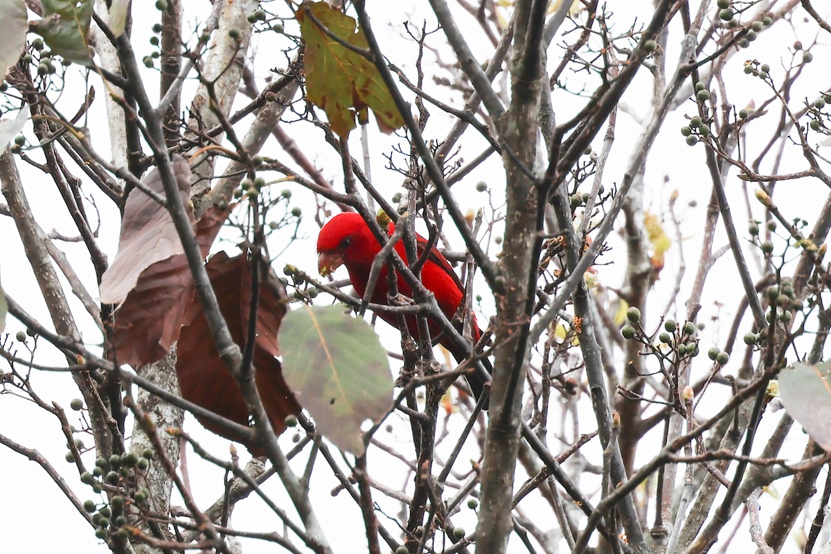 Scharlachgimpel - ML648822163