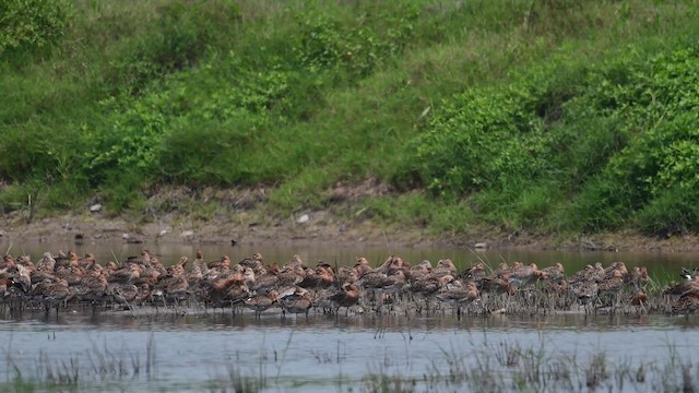 Black-tailed Godwit - ML648822264