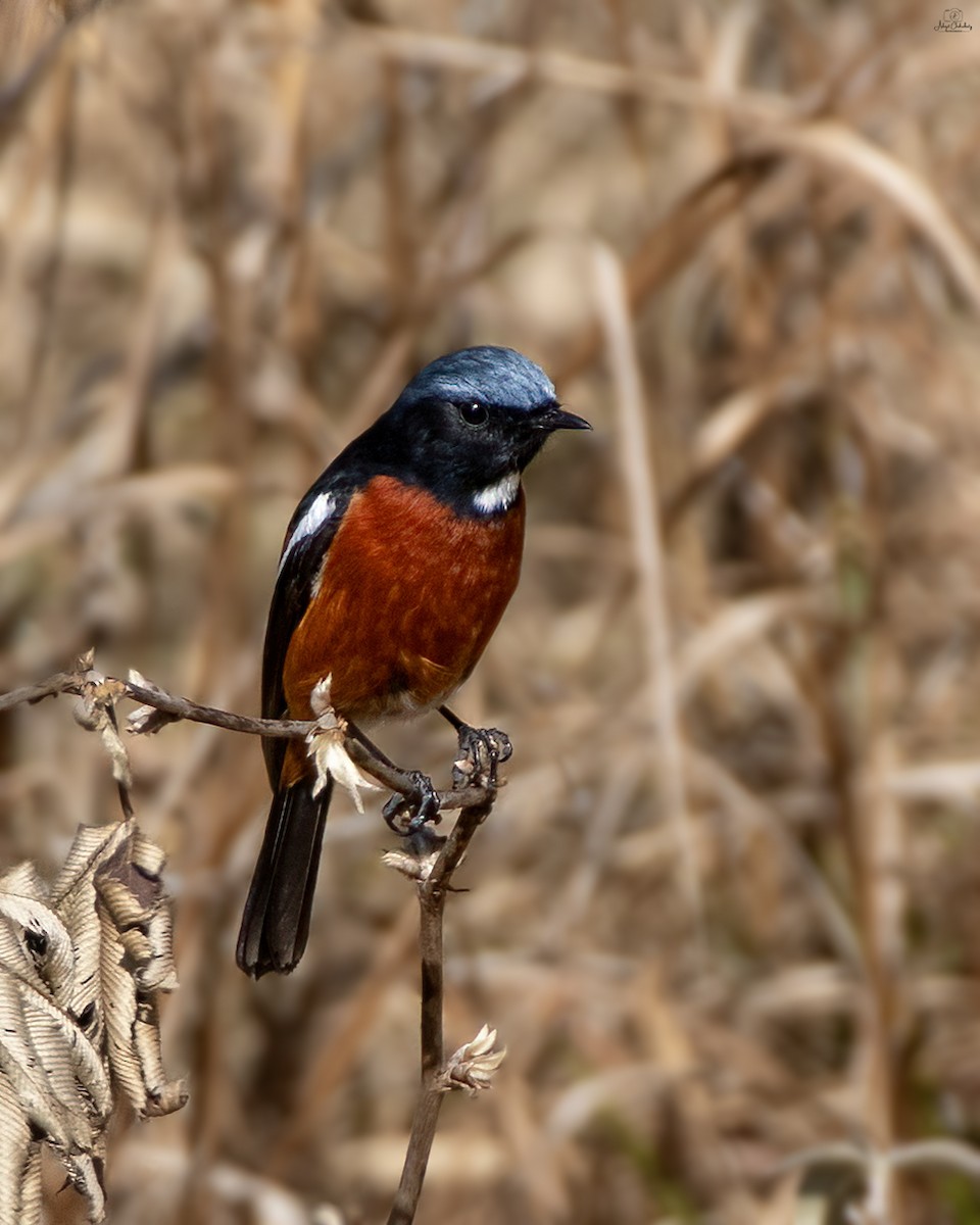 Ak Boğazlı Kızılkuyruk - ML648822386