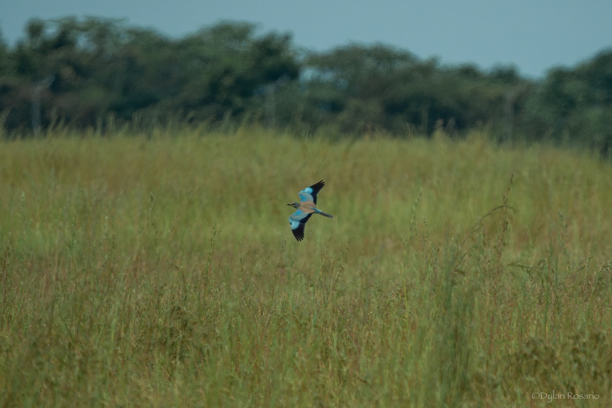 European Roller - ML648822487