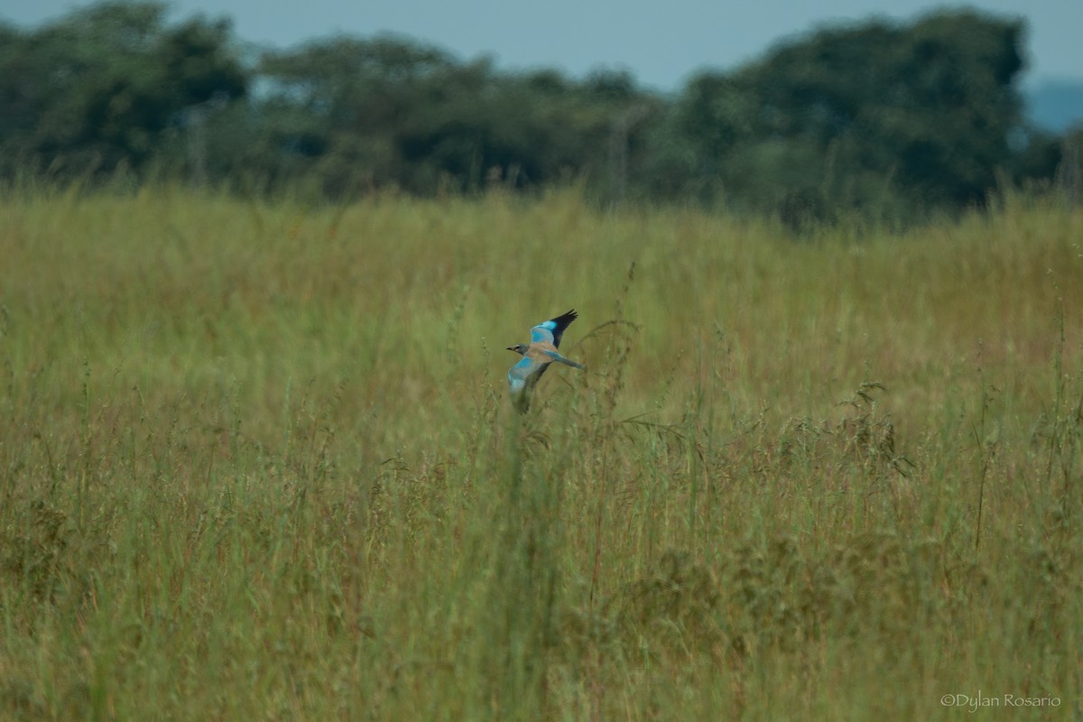 European Roller - ML648822488