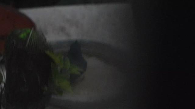 Tickell's Blue Flycatcher - ML648822530