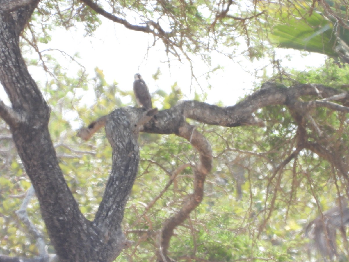 Lanner Falcon - ML648822540