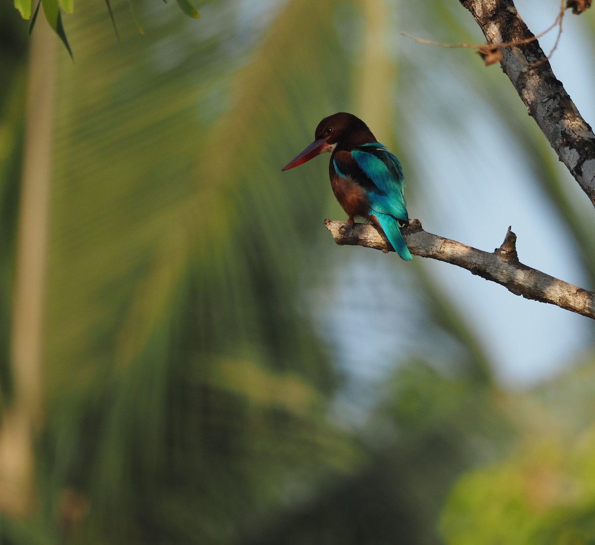 White-throated Kingfisher
