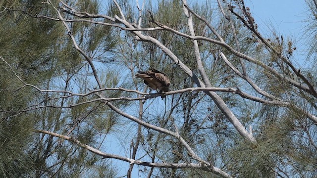 Whistling Kite - ML648822743
