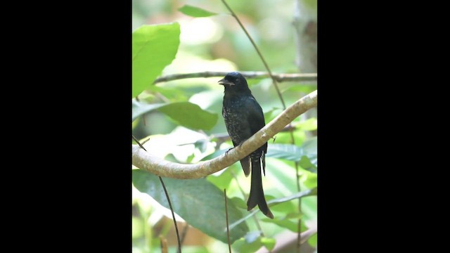 Crow-billed Drongo - ML648822750