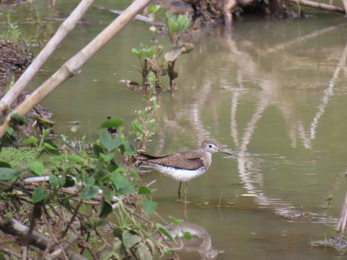 Solitary Sandpiper - ML648822782