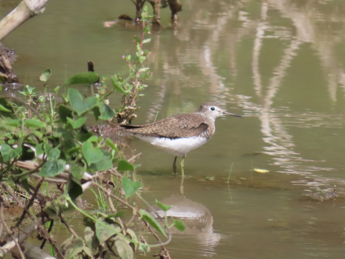 Solitary Sandpiper - ML648822792