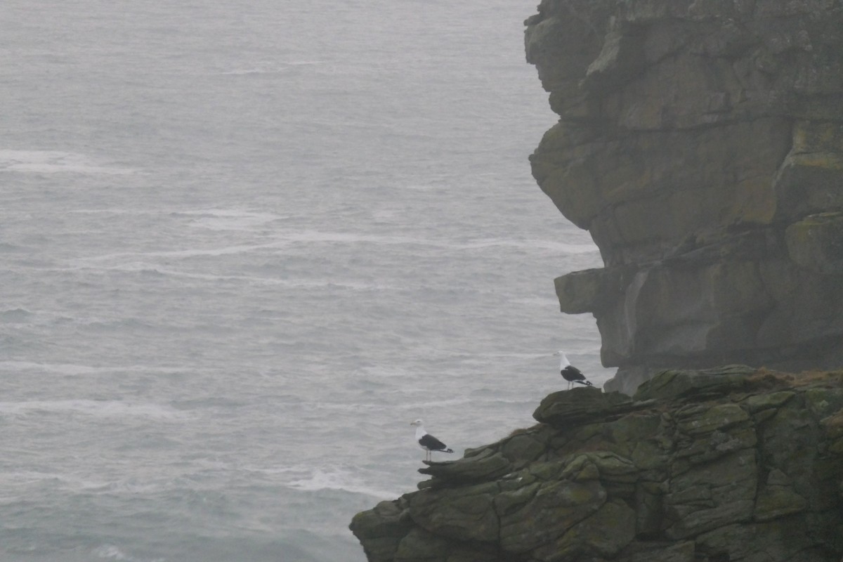 Great Black-backed Gull - ML648822870