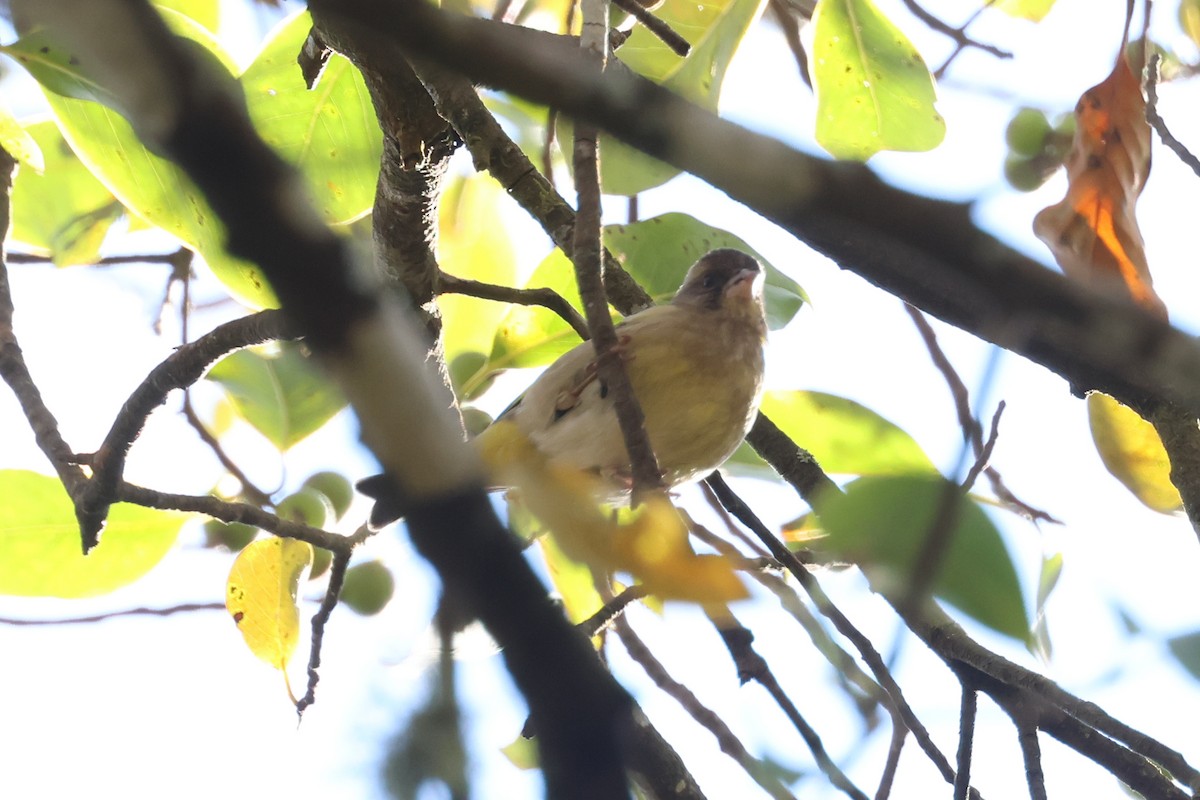 Schwarzkopf-Grünfink - ML648822884