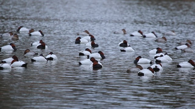 Murgilari bizkarzuria - ML648822894