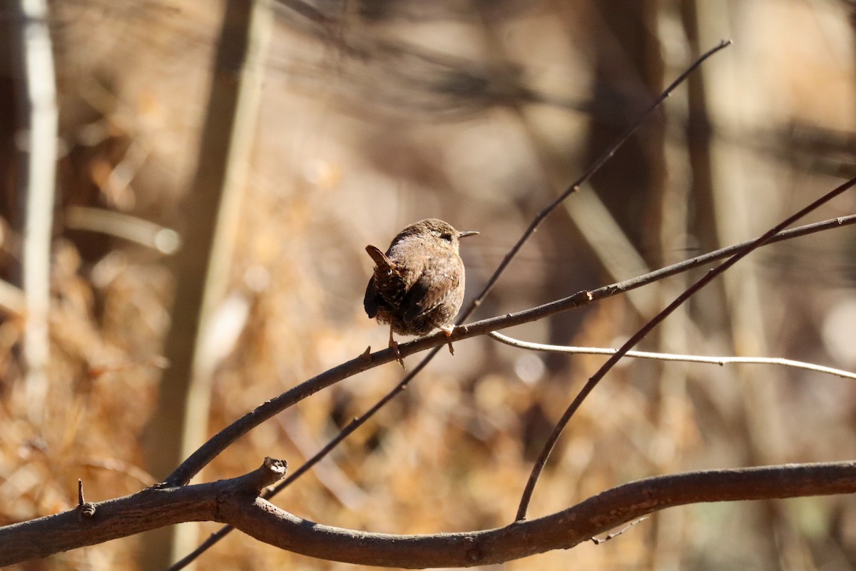 Winter Wren - ML648823120