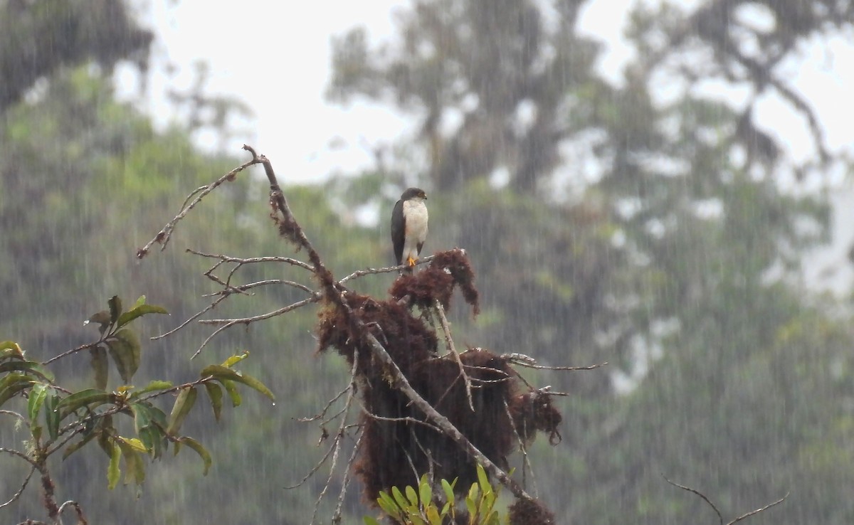 Sharp-shinned Hawk - ML648823148