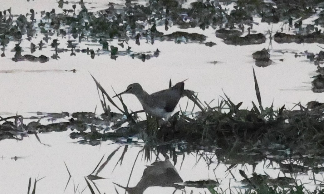 Waldwasserläufer - ML648823262