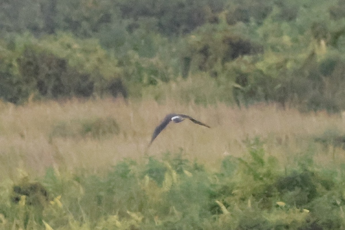 Kornweihe - ML648823280