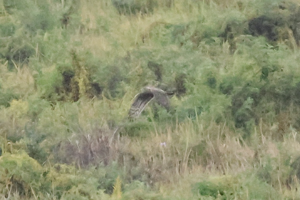 Kornweihe - ML648823281