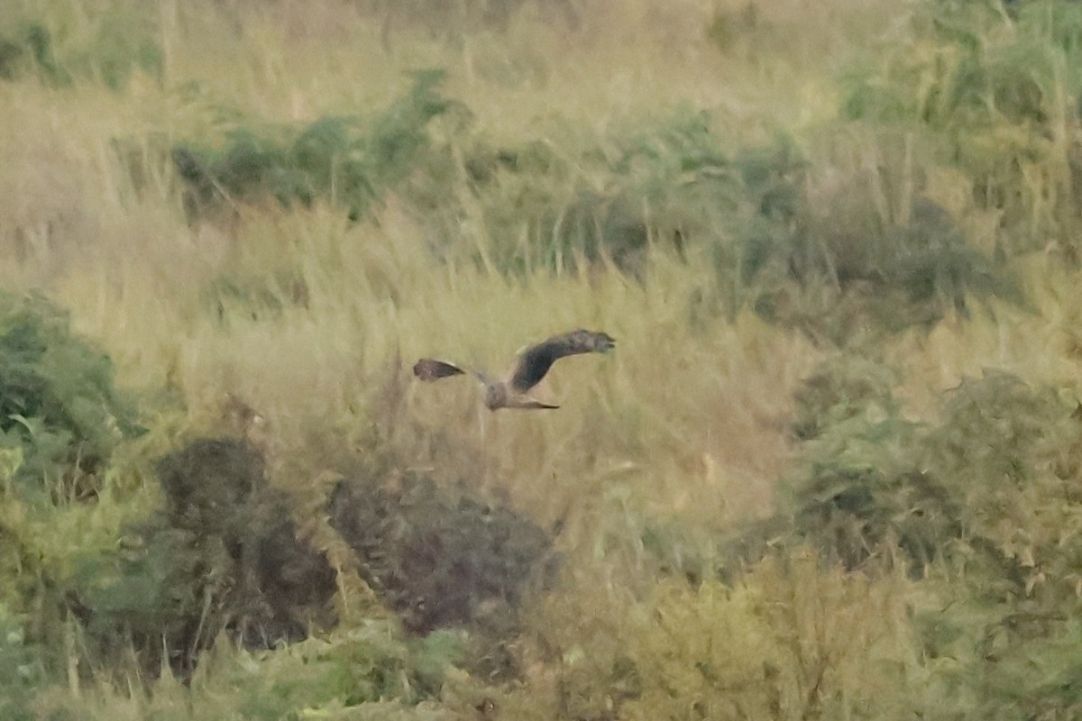 Kornweihe - ML648823282