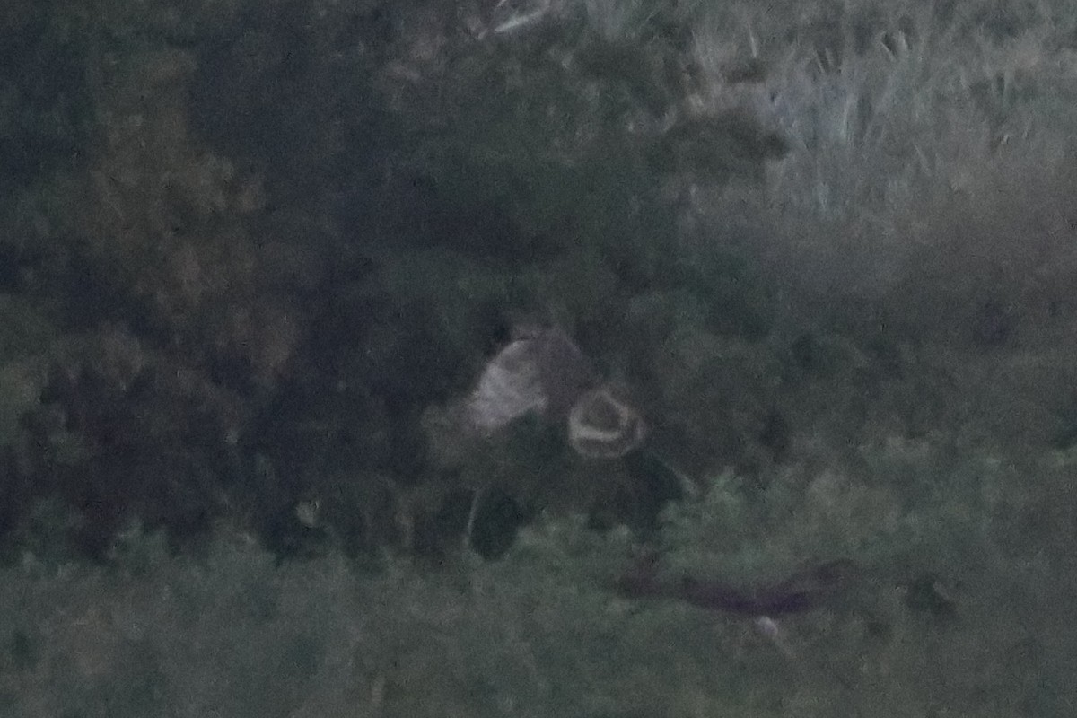 Kornweihe - ML648823367