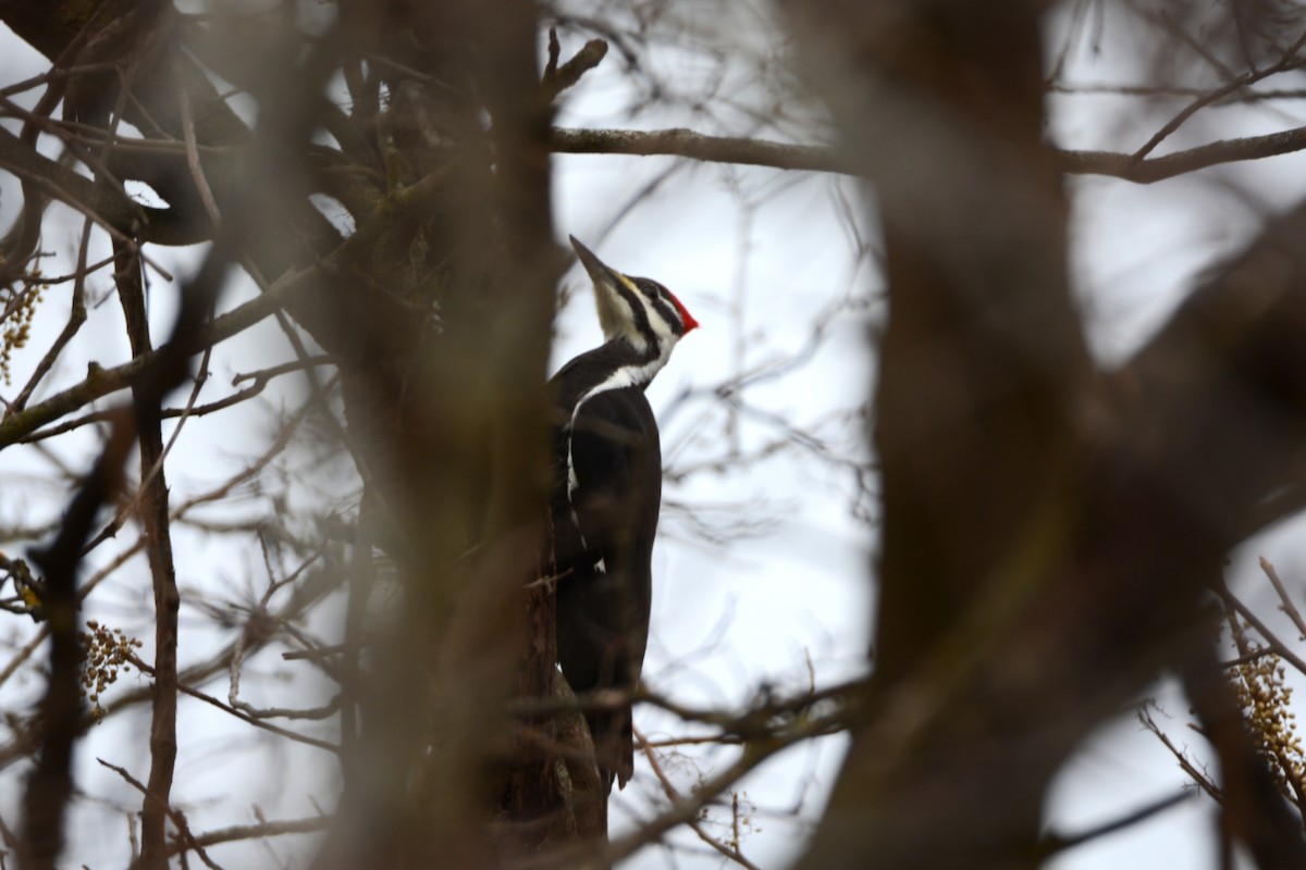 hvitbrynsvartspett - ML648823368