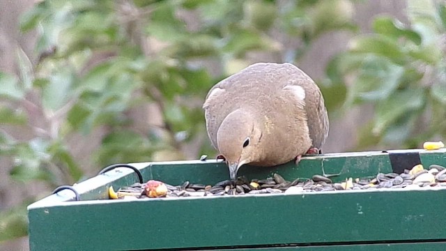 Mourning Dove - ML648823535