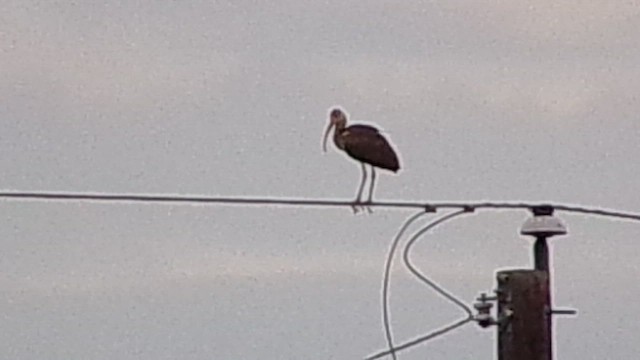 White Ibis - ML648823552
