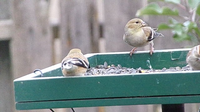 American Goldfinch - ML648823650