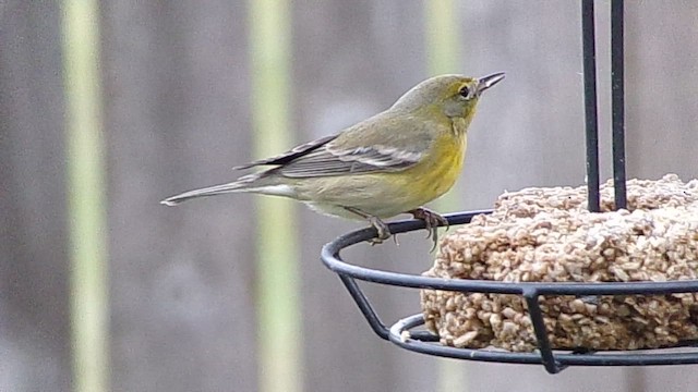 סבכון אורנים - ML648823696