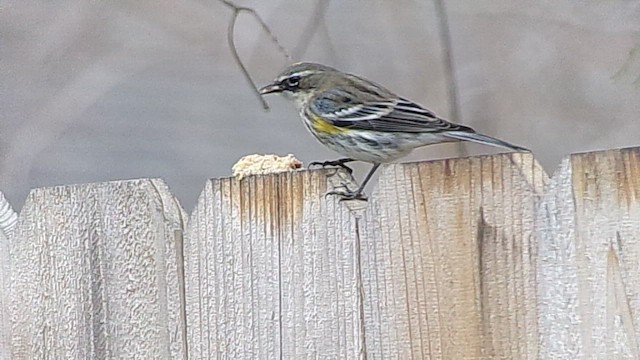 Yellow-rumped Warbler (Myrtle) - ML648823708