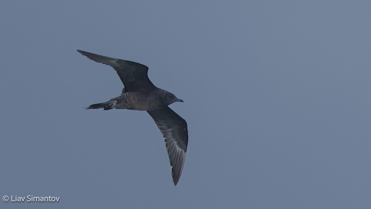 Короткохвостый поморник - ML648823849