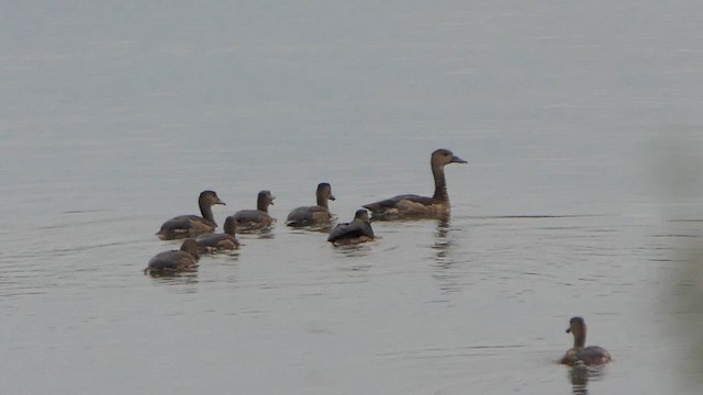 Lesser Whistling-Duck - ML648824030