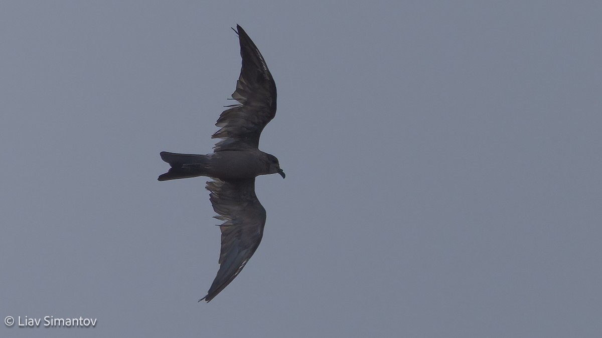 Северная качурка - ML648824039