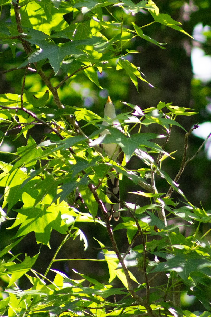 Yellow-billed Cuckoo - ML648824124