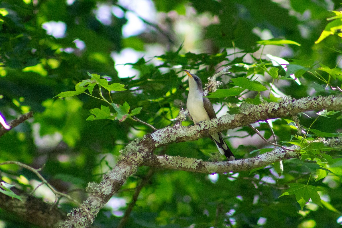 Yellow-billed Cuckoo - ML648824125