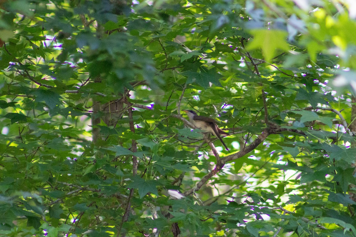 Yellow-billed Cuckoo - ML648824126
