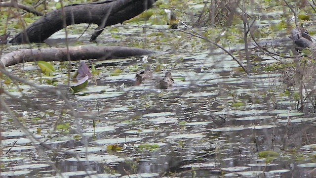 Garganey - ML648824159
