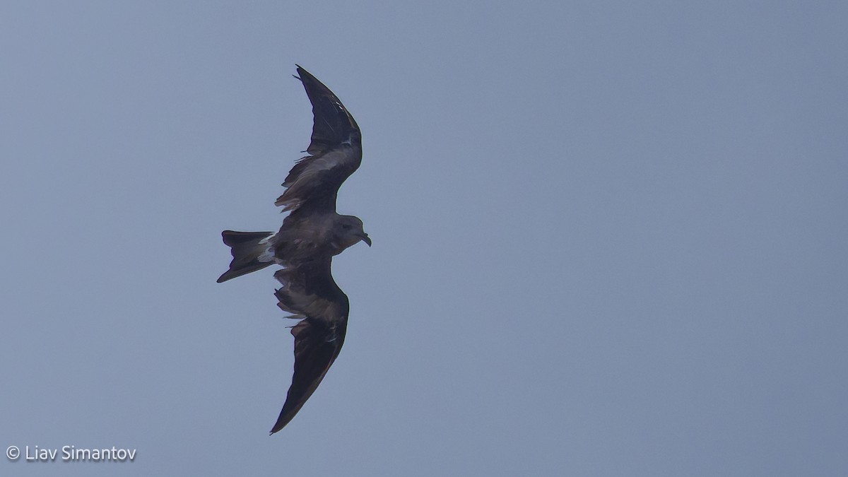 Северная качурка - ML648824236