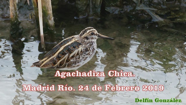 slučka malá - ML648824367